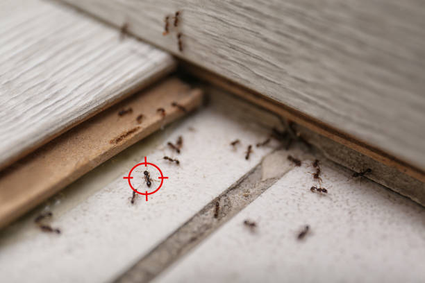 Best Termite Control Services  in Emerald Isle, NC