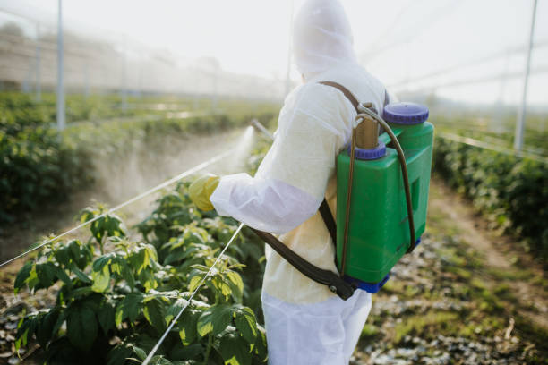 Best Pest Control Near Me  in Emerald Isle, NC